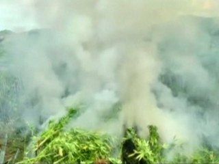 Mexico's Intense 5-Day Military Crackdown on Marijuana Growers 🌱