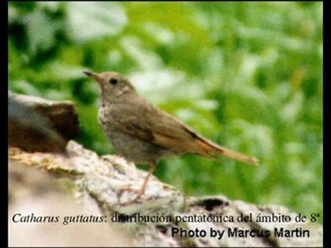 Origen de la musica 05 Especies musicales - Prof Manuel Lafarga