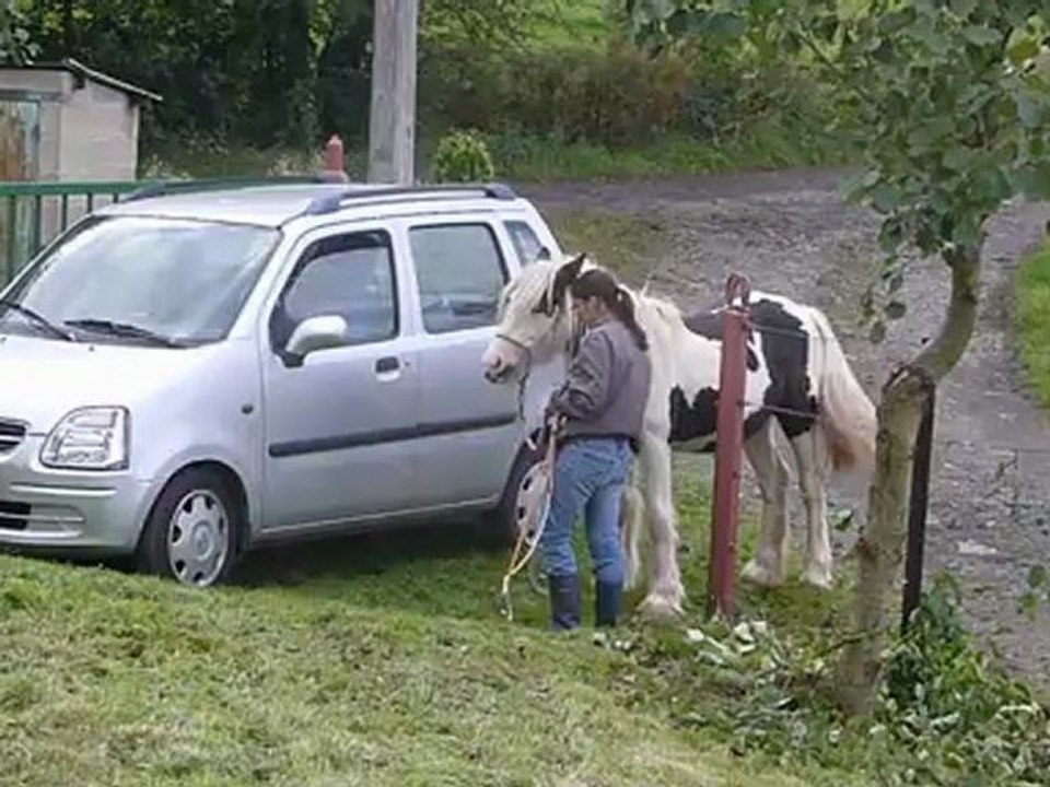 Aiqo pouliche irish cob de 1 an au Gypsys d'Eau Drey
