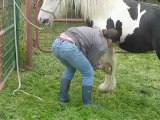 Aiqo pouliche irish cob de 1 an au Gypsys d'Eau Drey