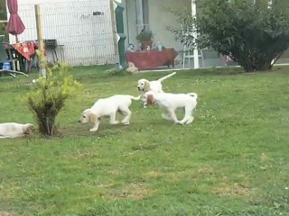 Photos des chiots d'Elfy de l'aile rousse et d'Ussan du mas d'eyraud