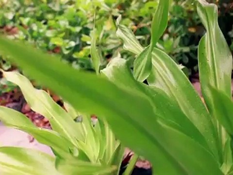 Behind The Scenes at Alana Blanchard's Bikini Shoot