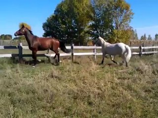 Arkoz et Blaze Of Glory qui jouent ensemble :)