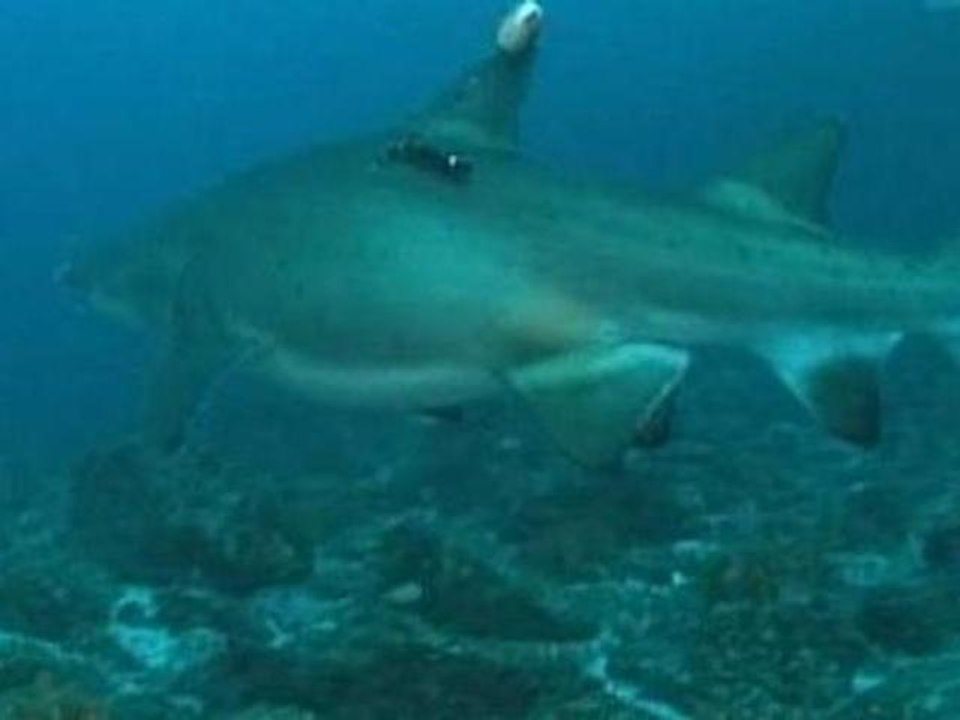 Australia bites back at shark attacks