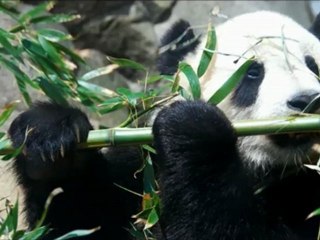 Join And Save The Pandas!