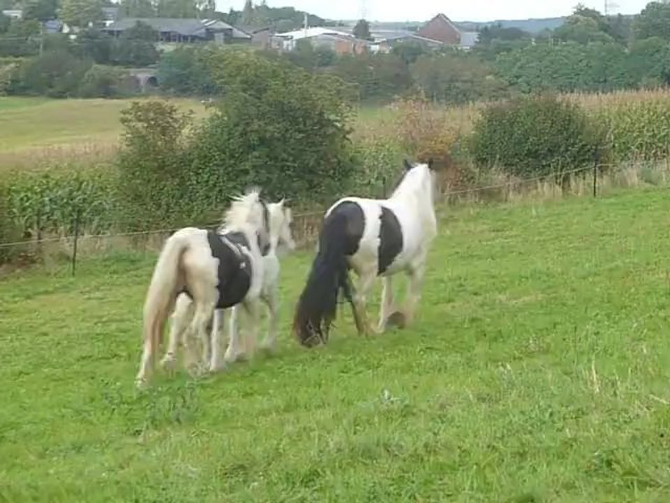 Aiqo pouliche irish cob de 1 an au Gypsys d'Eau Drey