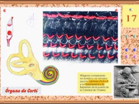 Audicion 04 Organo de Corti - Prof Manuel Lafarga