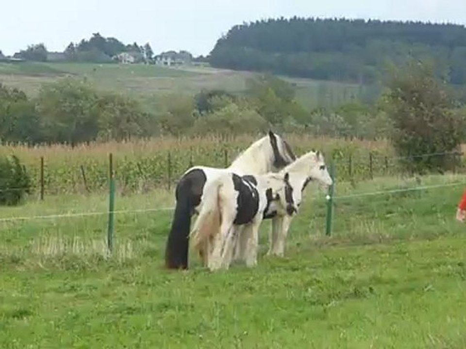 Aiqo pouliche irish cob de 1 an au Gypsys d'Eau Drey
