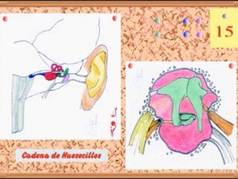 Audicion Humana - 03 Timpanos - Prof Manuel Lafarga