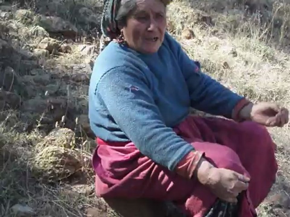 SARCALAN NENE kekik alımı