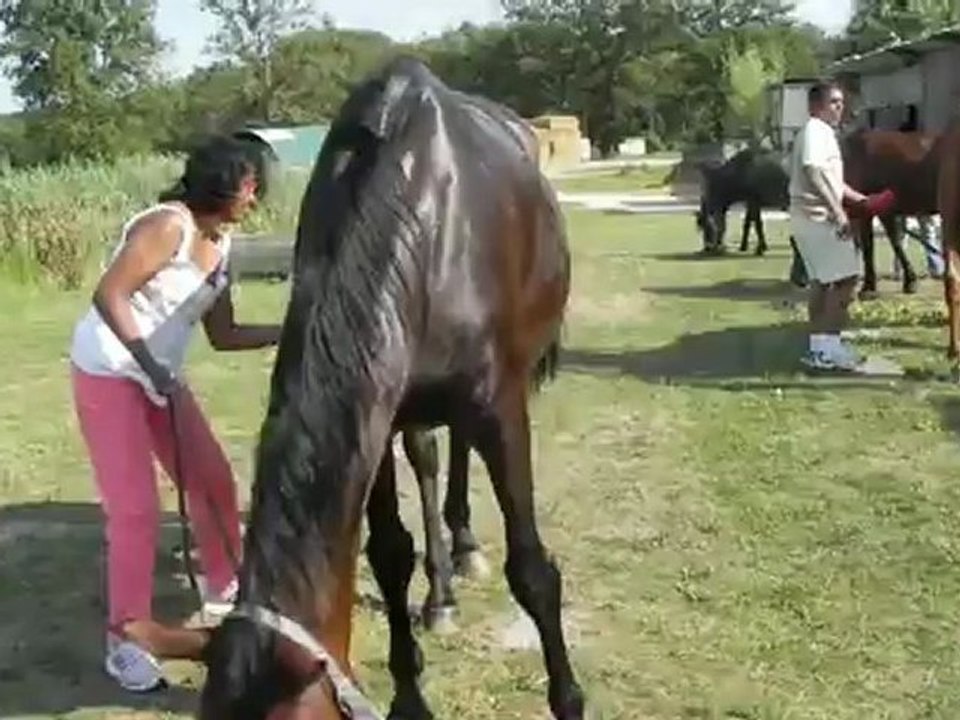 Poney-club de Vinauger (8/12)