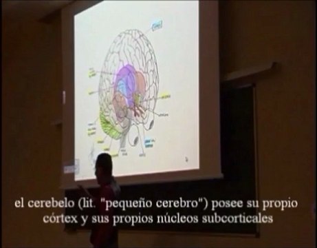 Neurologia 04 - Lenguaje y Sinergismos el pequeno cerebro - Prof Manuel Lafarga