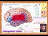Neurologia 11 - Lenguaje Localizacion de los Verbos - Prof Manuel Lafarga