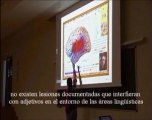 Neurologia 14 - Lenguaje Localizacion de los Adjetivos - Prof Manuel Lafarga