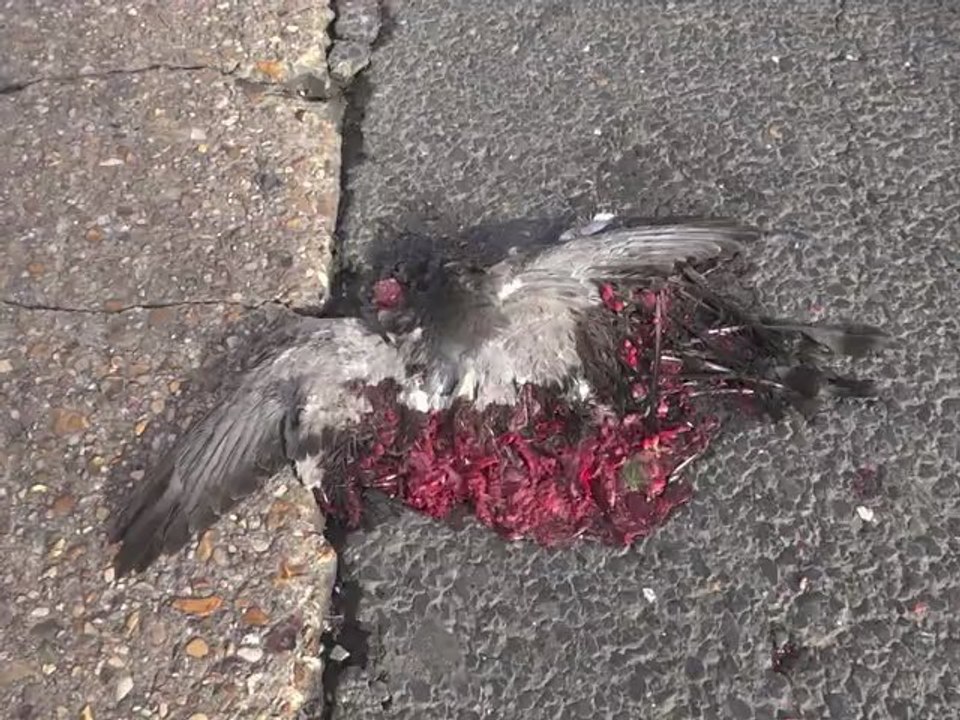crêpe de pigeon