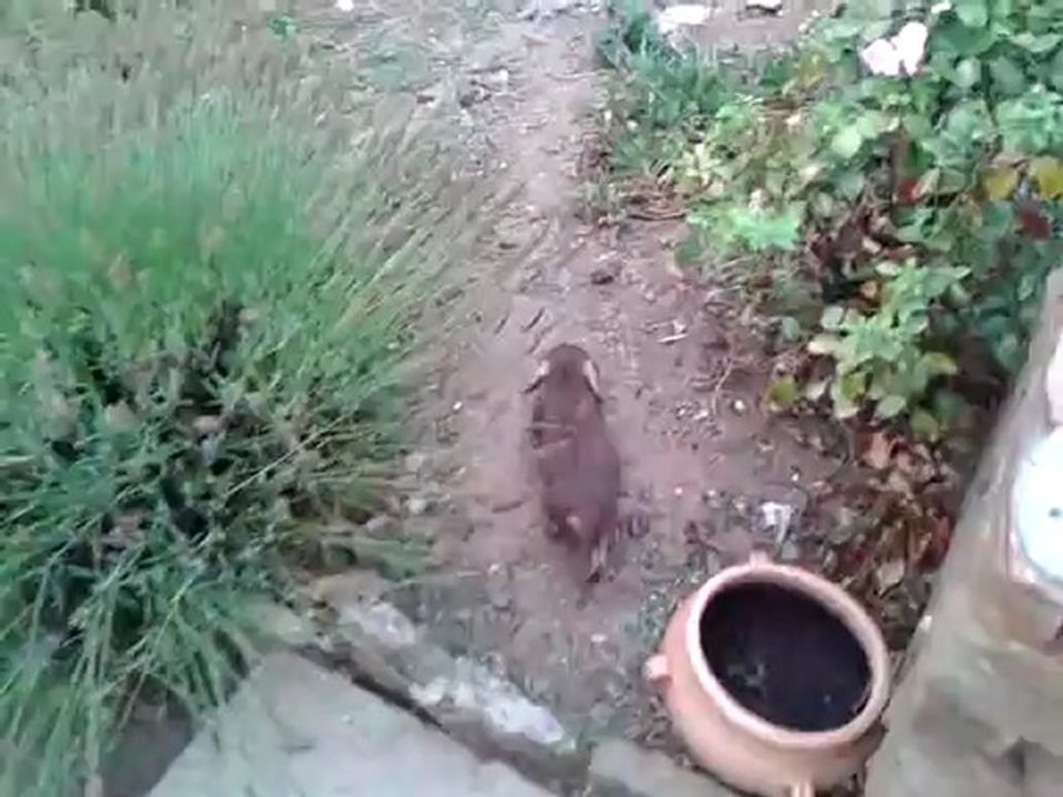 decouverte de la pluie 2