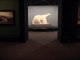 Beauté animale : L'Ours blanc de Pompon voyage