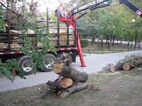 Nassau County & Suffolk County Tree Service, Tree Removal & Pruning