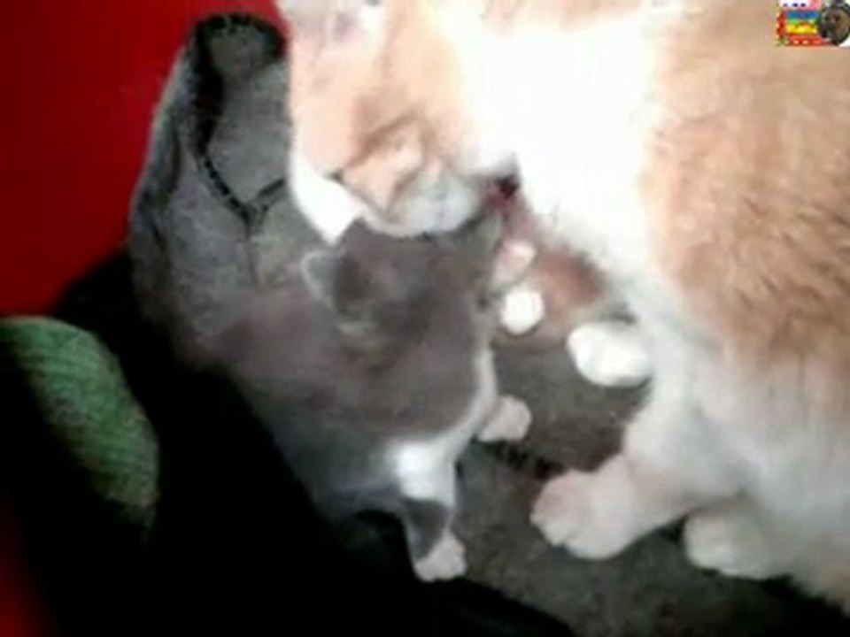 POUTCHA ET LE CHATON ETRANGER