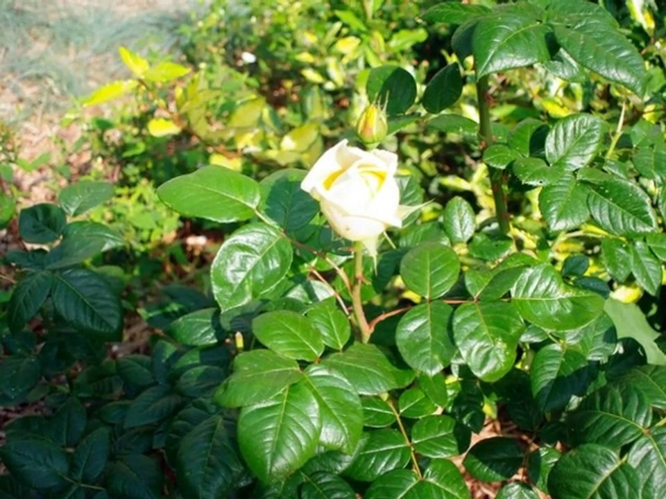 Rivages abandonnés..