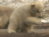 Polar Bear Triplets Debut in Moscow