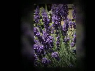 Helpful Techniques When It Comes To Making Herb Garden