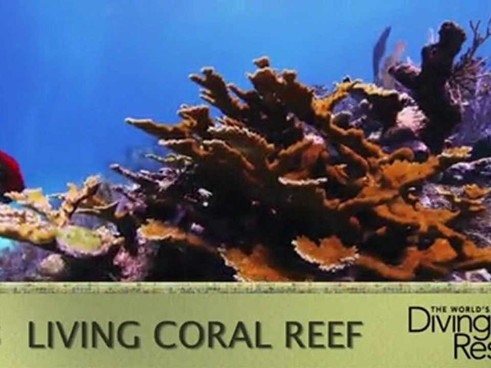 2012 World's Best Diving and Resorts Video: Atlantis