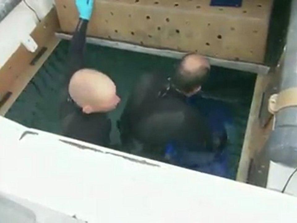 Great White Shark at Monterey Aquarium