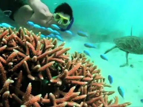 The Great Barrier Reef's Great 8