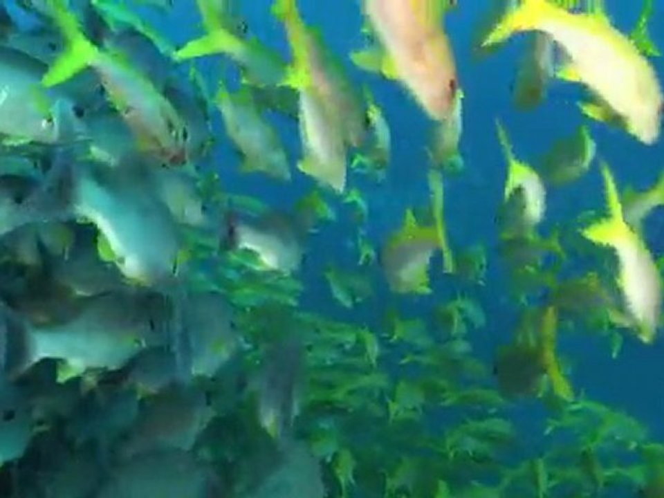 US divers