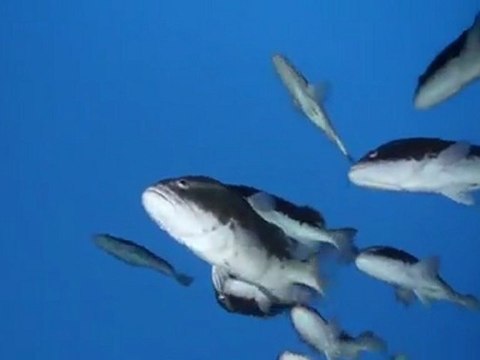 Grouper spawning, Little Cayman