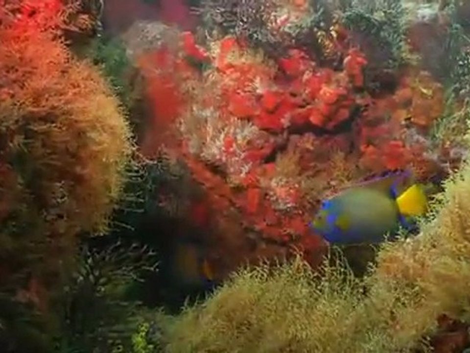 Sport Diver Virtual Destination Tour: The Sisters