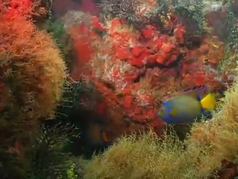 Sport Diver Virtual Destination Tour: The Sisters