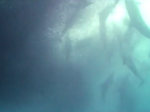 Sardine Run - Rolex Scholar