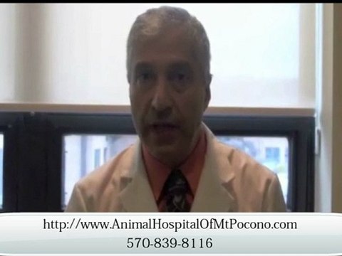 Mt. Pocono Veterinarian for Pocket Pets and Small Animals