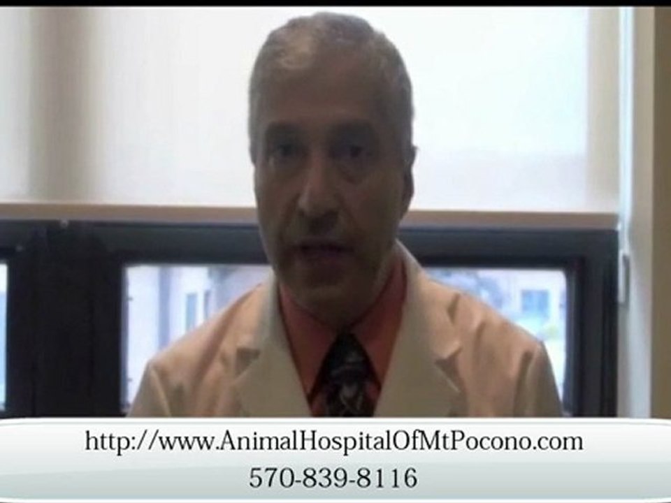 Mt. Pocono Veterinarian for Pocket Pets and Small Animals