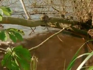 La Tierra sin humanos. Dentro de 100 millones de años