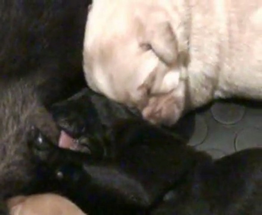 Portée 2012 : chiots labradors 2° semaine