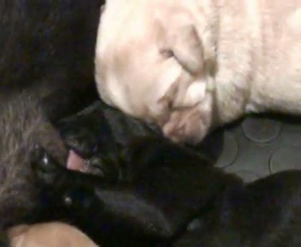 Portée 2012 : chiots labradors 2° semaine