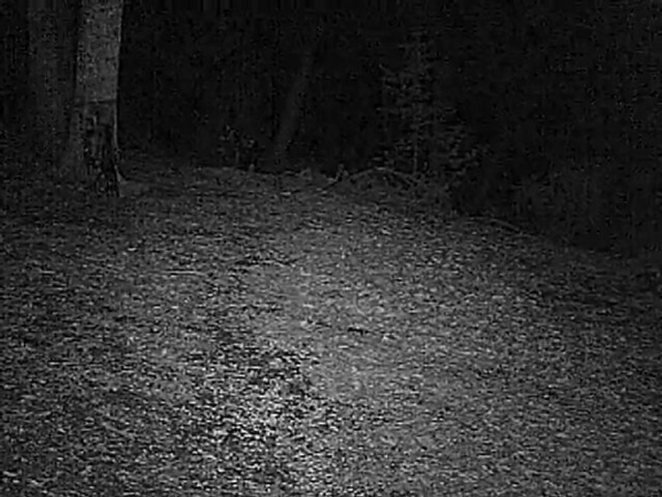 petite compagnie de sangliers