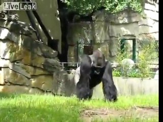 Gorilla Pranks Berlin Zoo Workers