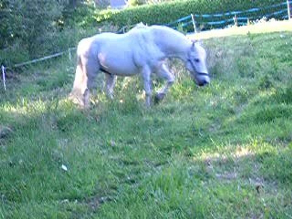 mon camargue