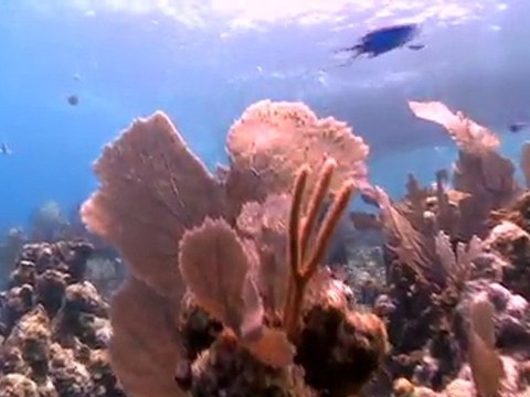 Caradonna Dive Adventures