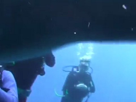 Dolphin May Cover Mobile