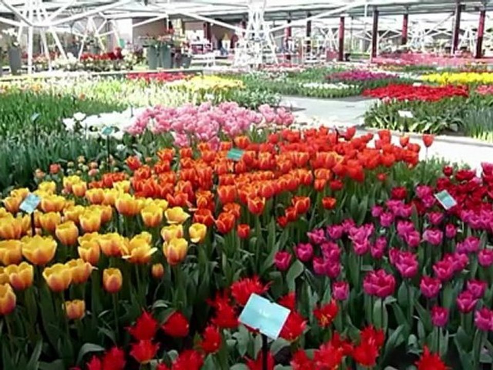 Inauguration de la 63ème édition du parc floral Keukenhof