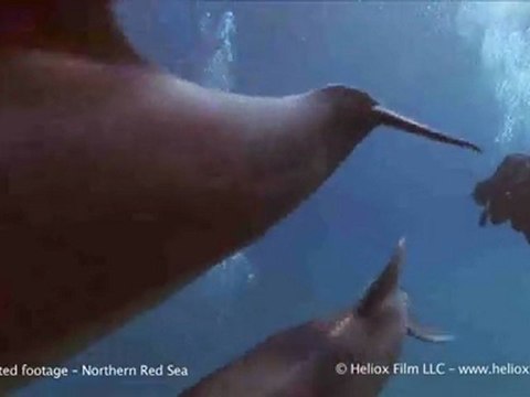 Raw Video: Speedy Underwater Dolphins