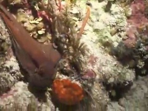 Sunset House Grand Cayman