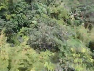 St. Lucia Zip-Lining Adventure