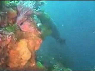 The Enchanted Kelp Forest - San Diego