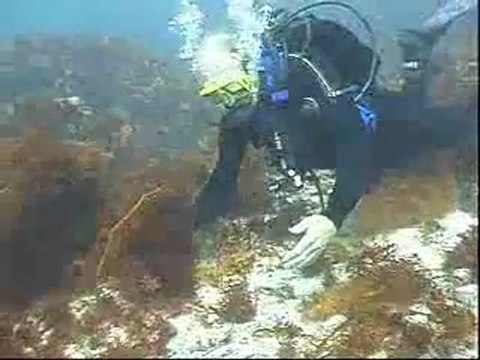 In Search of Sea Dragons